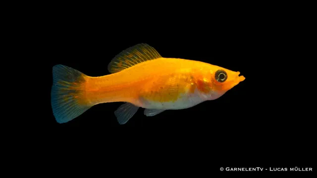 Garnelen TV Molly Koppar akvariefisk Poecilia sphenops