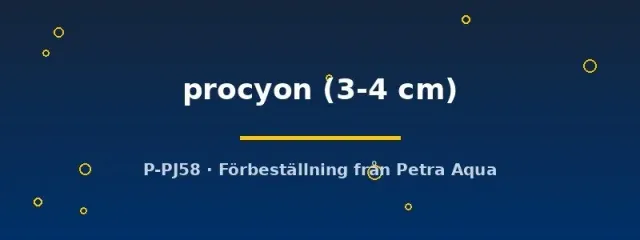 Tvättbjörnstetra procyon akvariefisk 3–4 cm