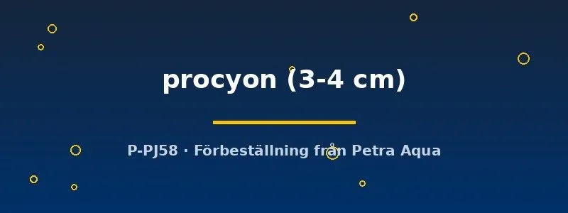 Tvättbjörnstetra procyon akvariefisk 3–4 cm
