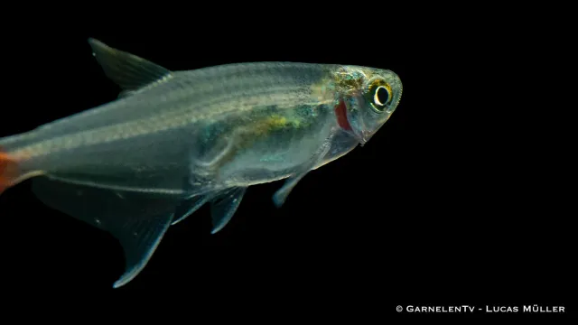 Garnelen TV Prionobrama filigera glassalmler