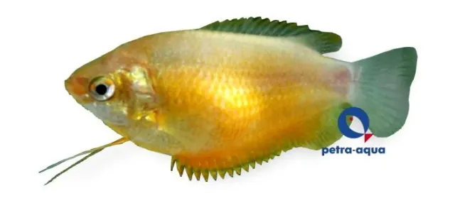 Petra-Aqua Peach Gourami Colisa gurami 2,5–3 cm orange
