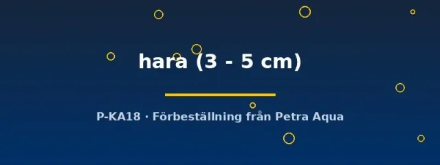 Hara hara dvärgmal bottenfisk 3-5 cm nattaktiv