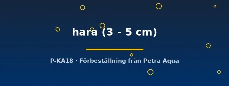 Hara hara dvärgmal bottenfisk 3-5 cm nattaktiv