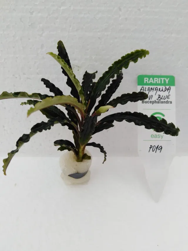 Näsets Ciklidhobby Alamanda VI Blue akvarieväxt Easy8