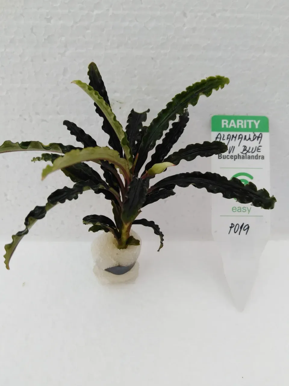 Näsets Ciklidhobby Alamanda VI Blue akvarieväxt Easy8