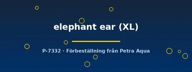 Näsets Ciklidhobby Betta spl Elephant Ear XL kampfisk par 1,1