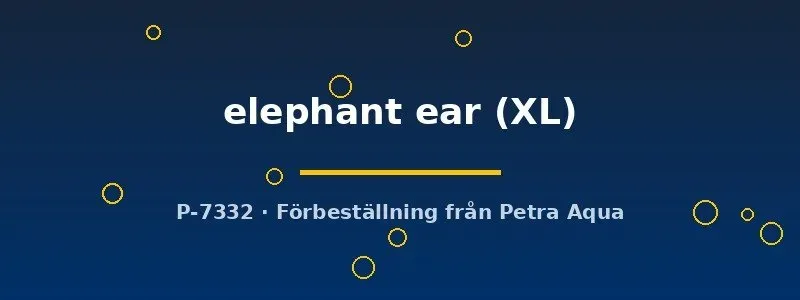 Näsets Ciklidhobby Betta spl Elephant Ear XL kampfisk par 1,1