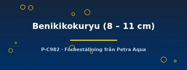 Cyprinus koi Benikikokuryu dammfisk 8–11 cm