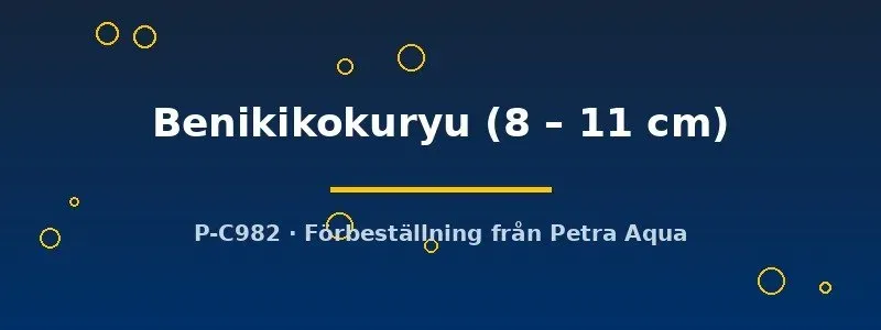 Cyprinus koi Benikikokuryu dammfisk 8–11 cm