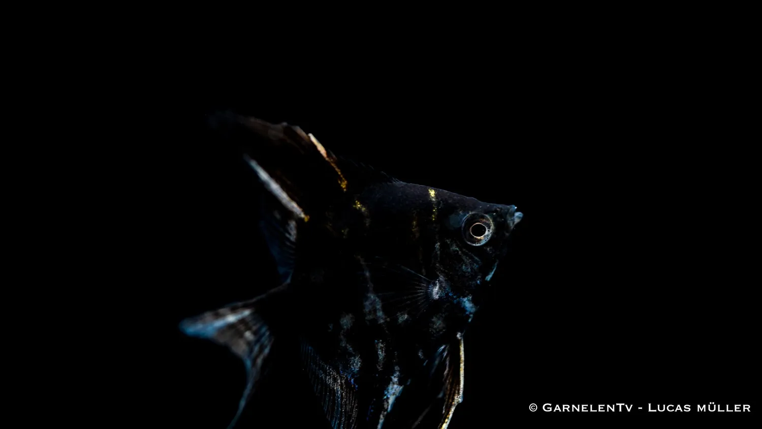 Garnelen TV marmor skalar Pterophyllum scalare ciklid