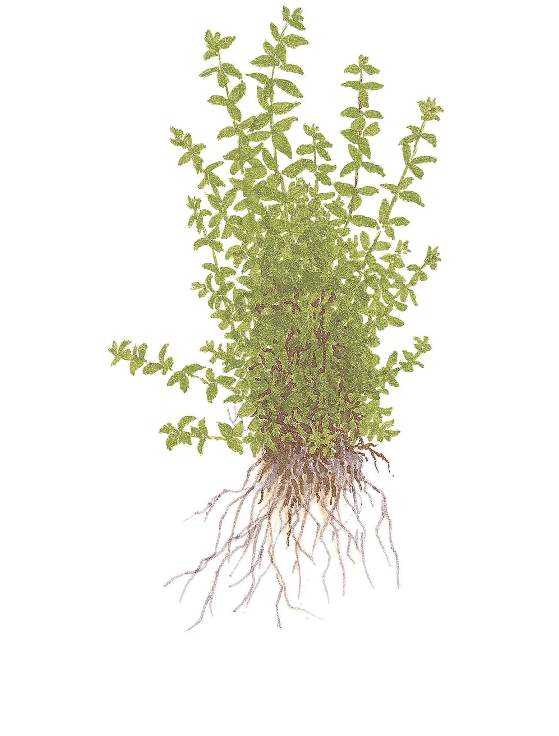 Akvarievalvet Hemianthus micranthemoides akvarieväxt ljusgrön