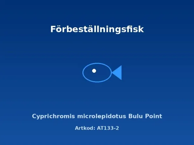 Näsets Ciklidhobby Cyprichromis Bulu Point akvariefisk 5–6 cm stim