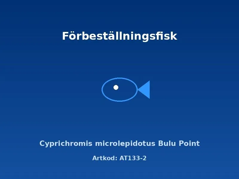 Näsets Ciklidhobby Cyprichromis Bulu Point akvariefisk 5–6 cm stim