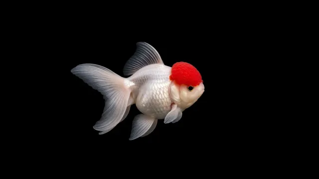 Garnelen TV Oranda Rödkappe guldfisk 7-9 cm