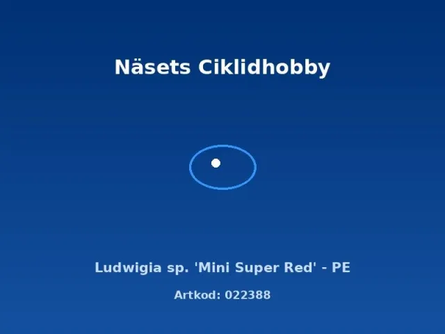 Näsets Ciklidhobby Ludwigia Mini Super Red akvarieväxt PE röd