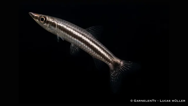 Garnelen TV Nannostomus eques spetsmunstetra 4 cm
