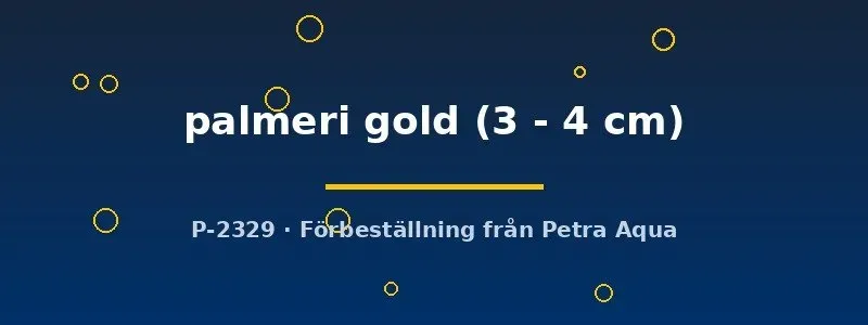 Näsets Ciklidhobby Emperor Tetra Gold tetrafisk 3–4 cm guld