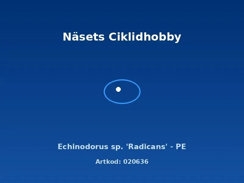 Echinodorus Radicans svärdsplanta akvarieväxt PE