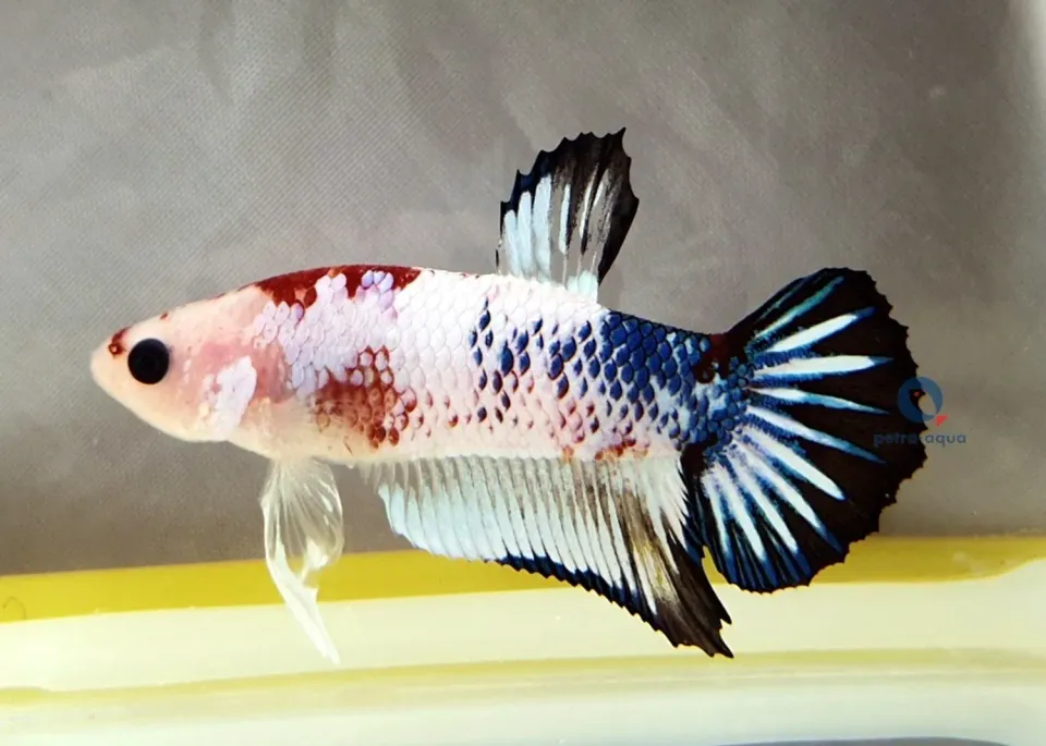 Näsets Ciklidhobby Betta plakat fancy kampfisk hane L