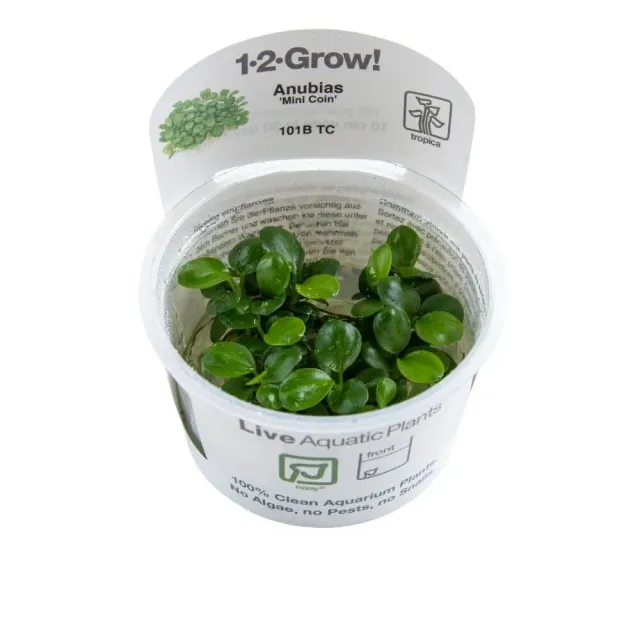 Akvarievalvet Anubias barteri Mini Coin akvarieväxt