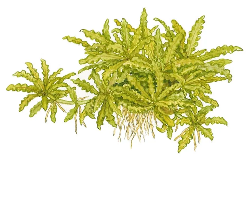 Akvarievalvet Pogostemon helferi akvarieväxt förgrund