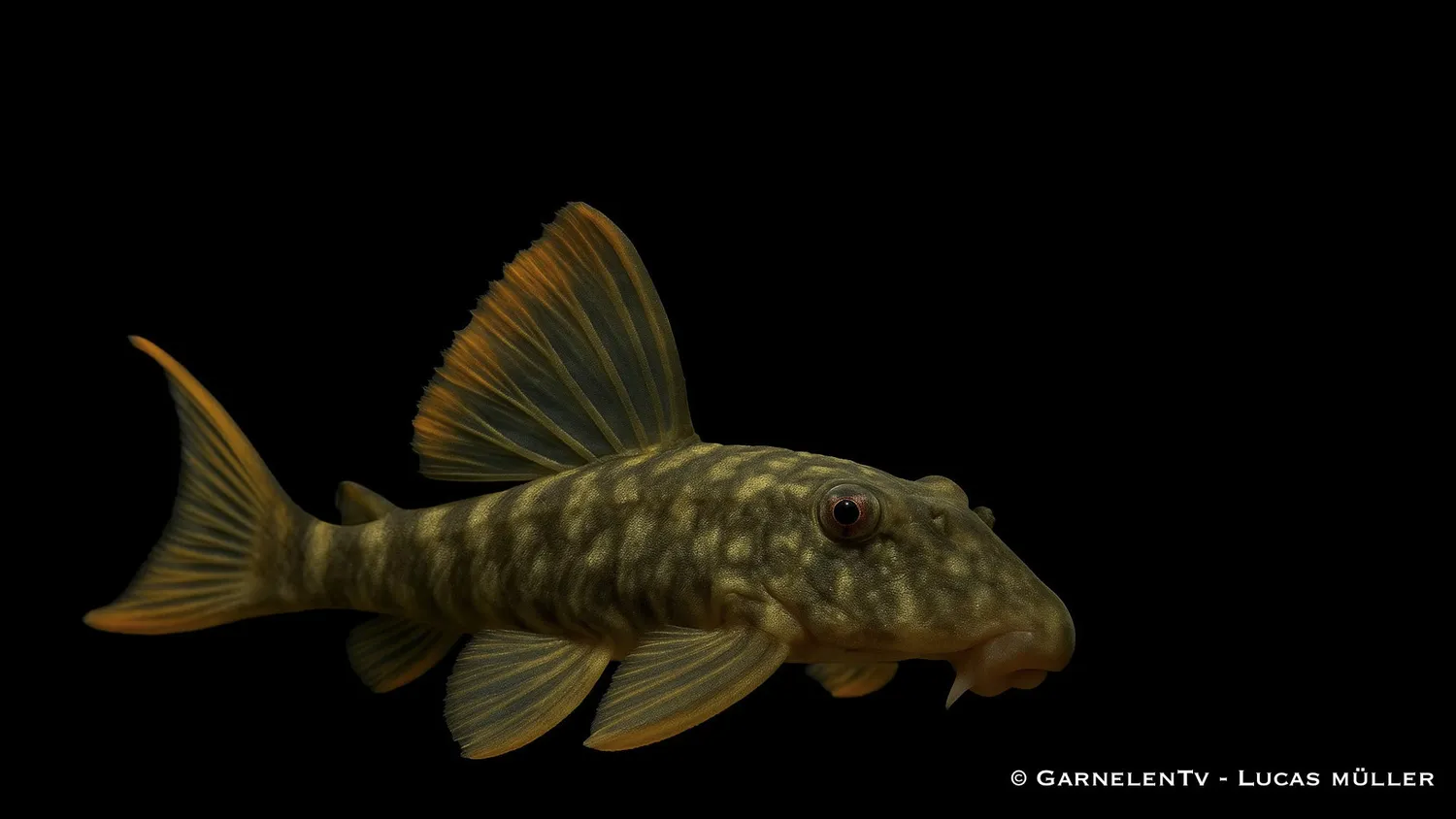 Garnelen TV L106 Guyanancistrus guahiborum sugmal 12-15 cm