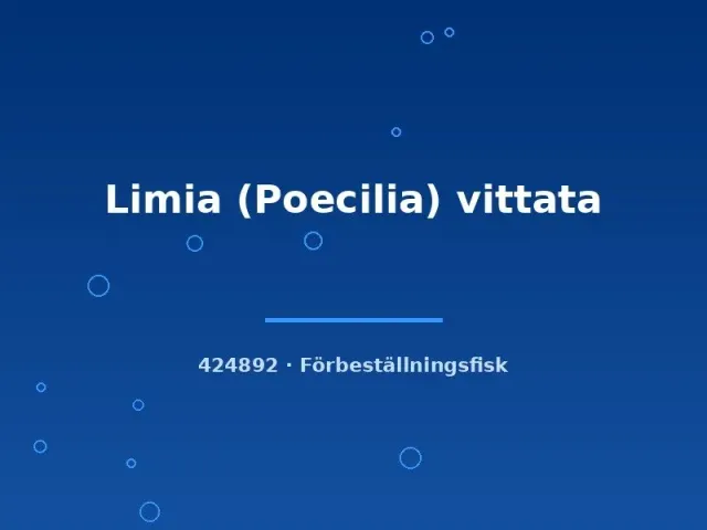 Limia vittata levandefödare md storlek hårdvatten