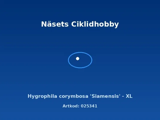 Näsets Ciklidhobby Hygrophila corymbosa Siamensis växt XL bakgrund