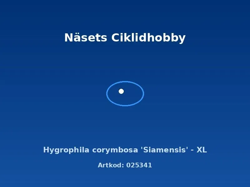 Näsets Ciklidhobby Hygrophila corymbosa Siamensis växt XL bakgrund