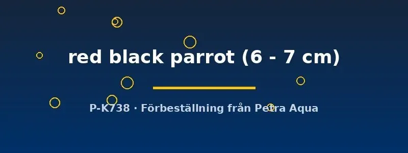 Hybrid Red Black Parrot papegojciklid 6–7 cm