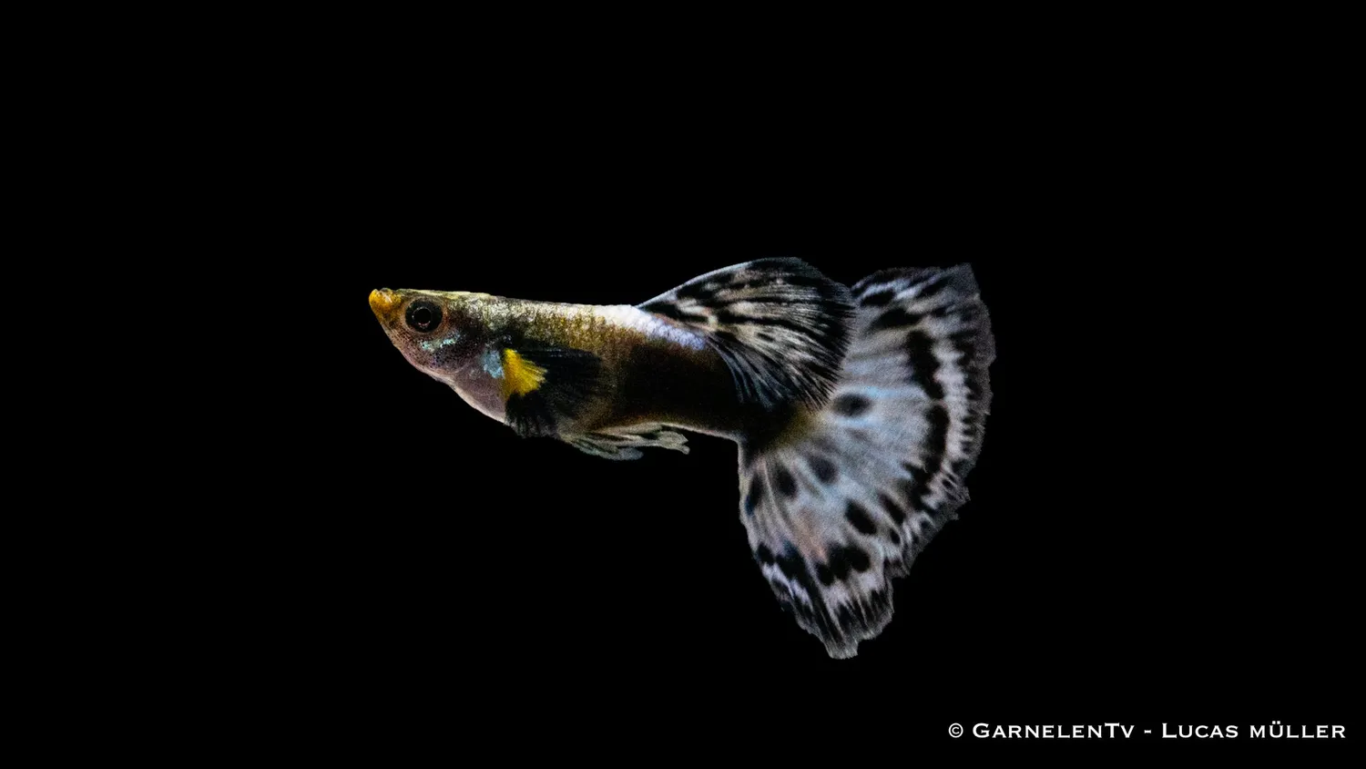 Garnelen TV Guppy Dumbo Ear Blau guppyhane 3-4 cm