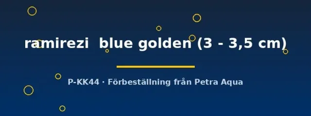Näsets Ciklidhobby ramirezi blue golden fjärilsciklid 3–3,5 cm