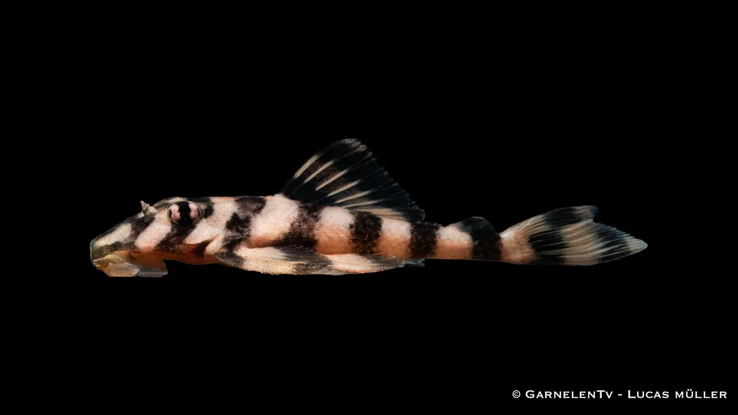 Garnelen TV L168 Butterfly Pleco mal 5 cm bottenlevande
