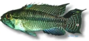 Apistogramma lulingi Gold dvärgciklid 3-4 cm parbildande