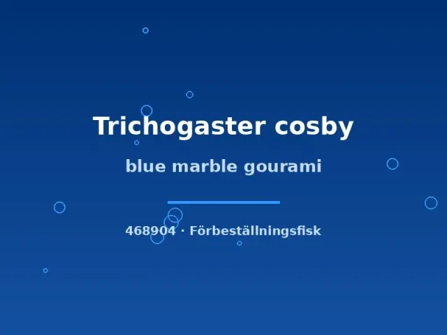 Näsets Ciklidhobby Blue marble gurami akvariefisk 5–7 cm