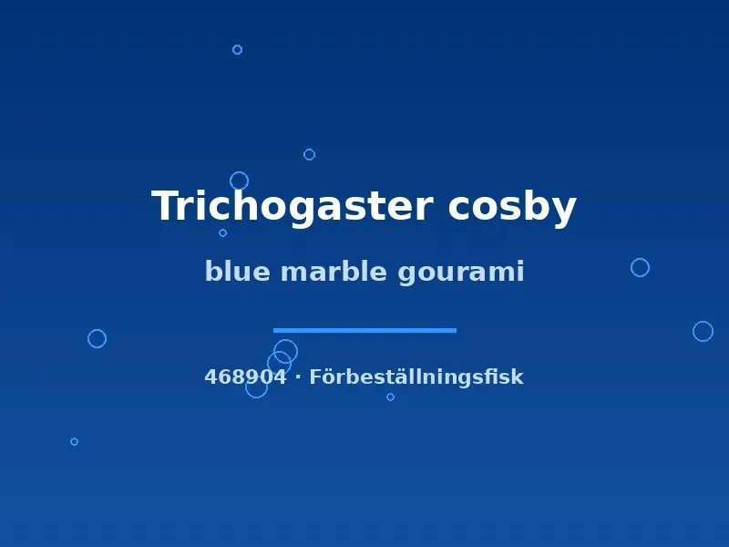Näsets Ciklidhobby Blue marble gurami akvariefisk 5–7 cm