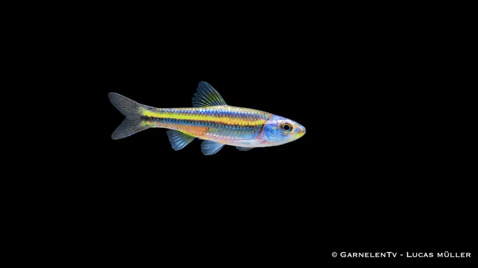 Garnelen TV Notropis chrosomus regnbågselritsa yellow stimfisk