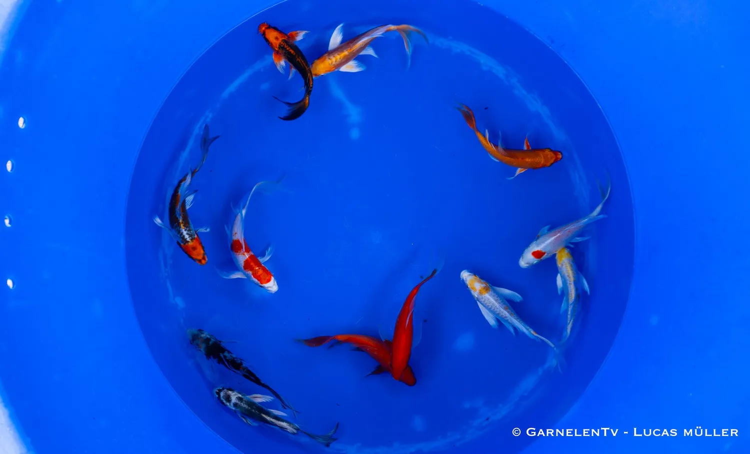 Garnelen TV Koi Butterfly Cyprinus carpio 15-18 cm