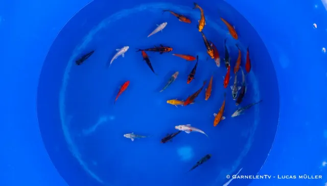 Garnelen TV koi B Cyprinus carpio dammfisk 6–9 cm