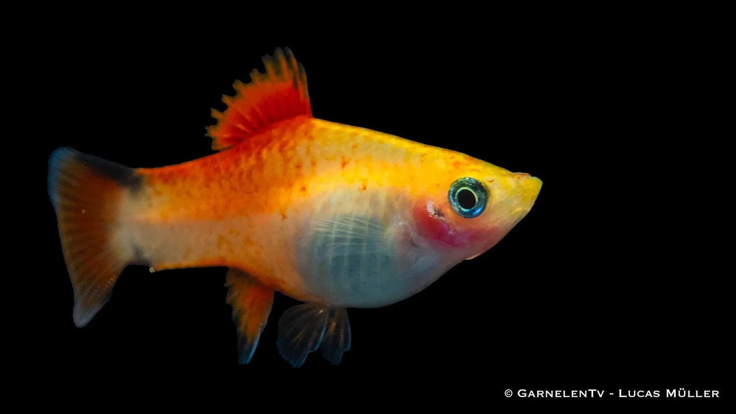 Garnelen TV Xiphophorus maculatus platy ananas