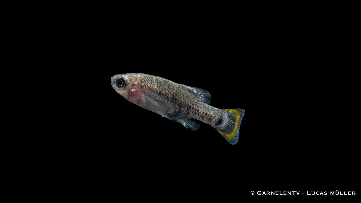 Garnelen TV Tequila Zoogoneticus tequila stimfisk DNZ