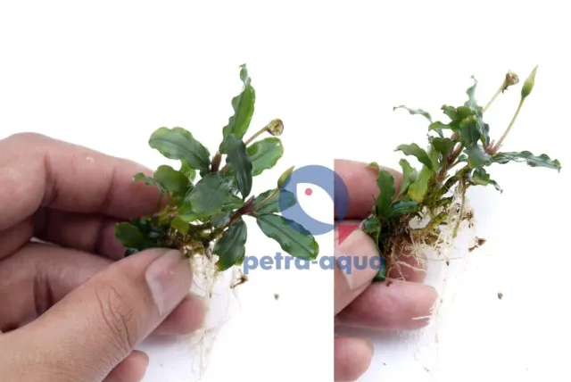 Näsets Ciklidhobby Bucephalandra Sekadau Grey växt Easy8