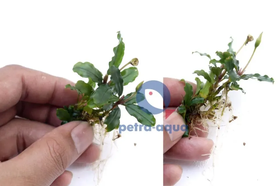 Näsets Ciklidhobby Bucephalandra Sekadau Grey växt Easy8
