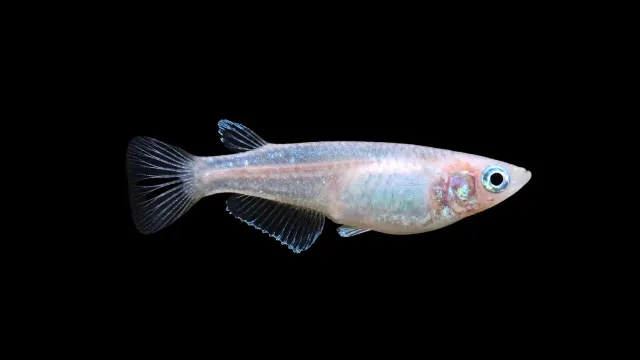 Garnelen TV Medaka Platin Oryzias latipes 3-4 cm