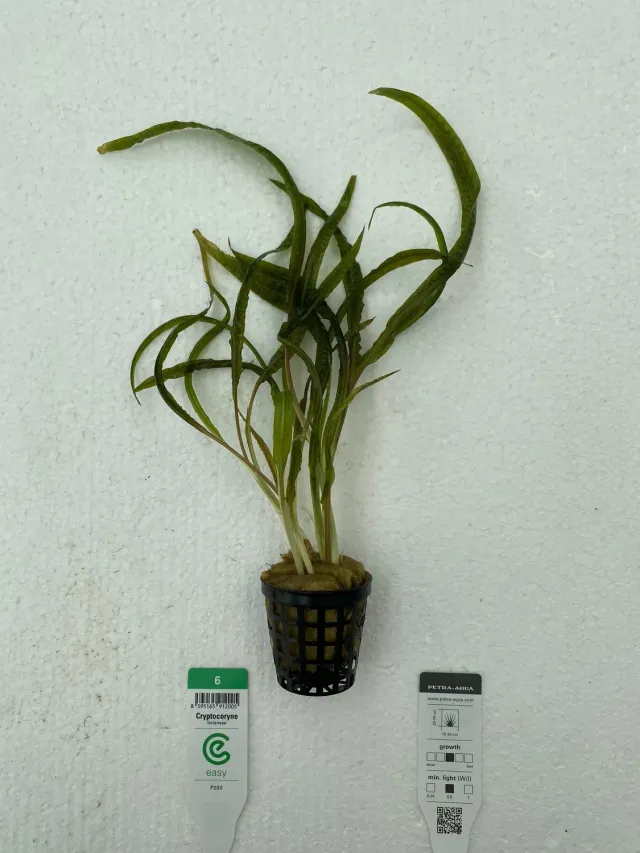 Näsets Ciklidhobby Cryptocoryne balansae akvarieväxt Easy5