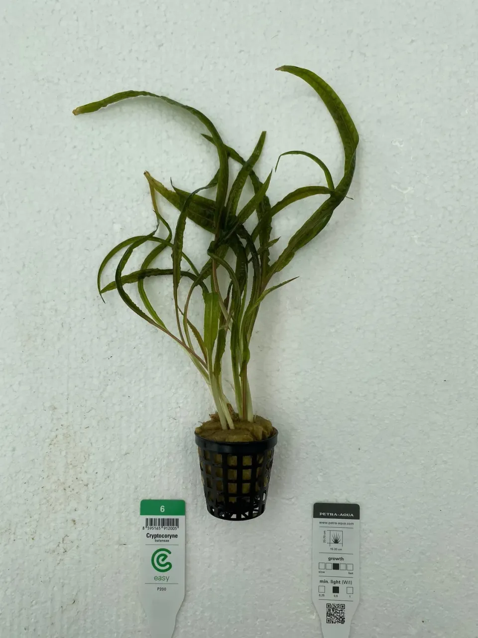 Näsets Ciklidhobby Cryptocoryne balansae akvarieväxt Easy5