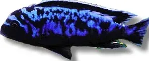 Näsets Pseudotropheus msobo ciklid 4–5 cm mbuna