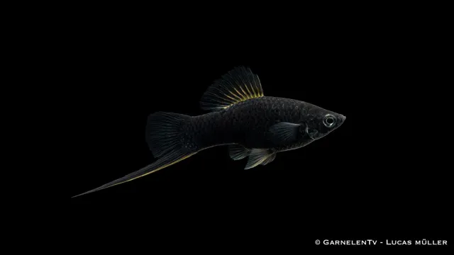 Garnelen TV Schwertträger Xiphophorus helleri svärdbärare svart