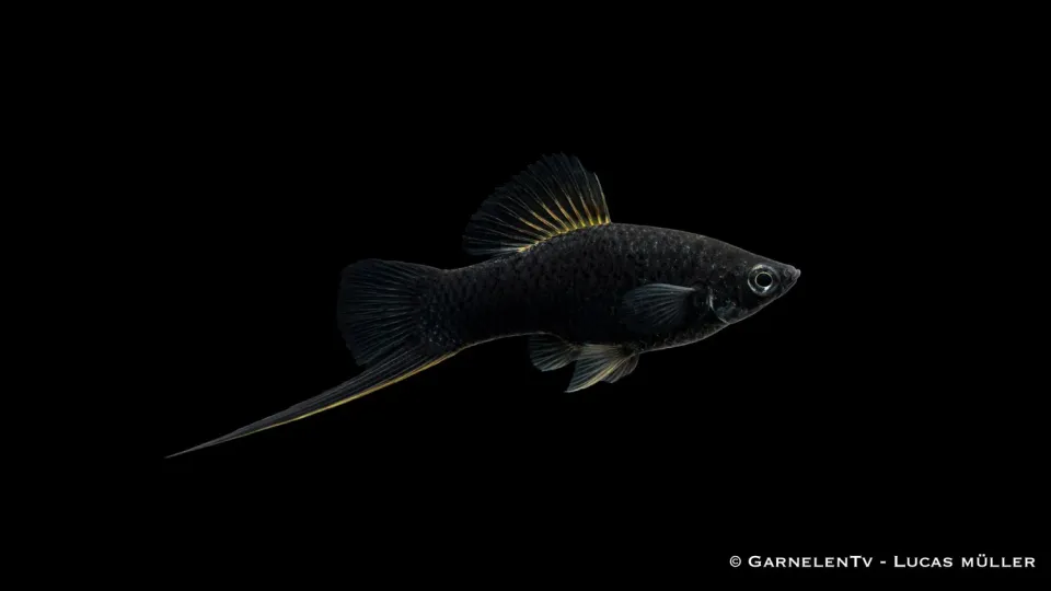 Garnelen TV Schwertträger Xiphophorus helleri svärdbärare svart