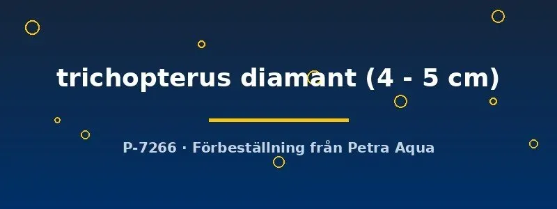 Näsets Blue Diamond gurami 4–5 cm lugn yt fisk